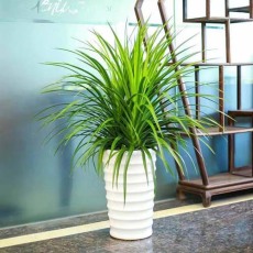 锦溪室内绿植出租大概多少钱