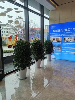 莫城花草出租报价