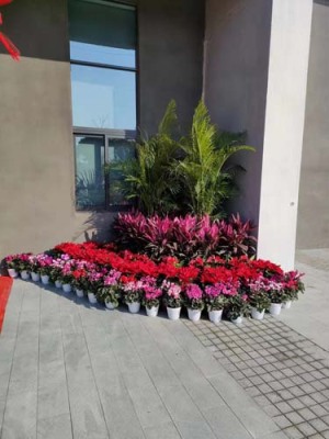 常熟租花绿植市场地址