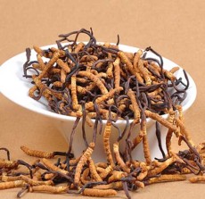 昆明冬虫夏草回收联系方式