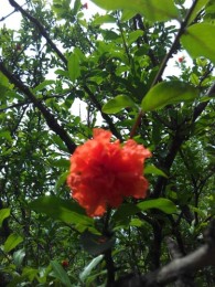 衡阳白花玉石籽古石榴树品种