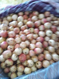 南阳白花玉石籽大石榴树图片