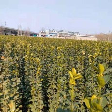 漯河绿篱用北海道黄杨多少钱一棵