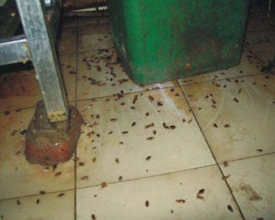 西安未央区餐厅灭蚂蚁单位