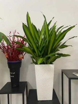 盛泽花镜施工养护平台