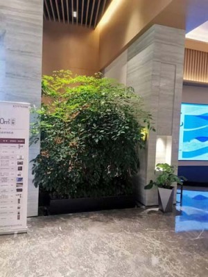 浮桥绿植出租平台