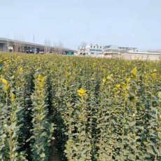 新乡1.8米高北海道黄杨优质供应