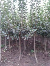 吉林2公分水蜜桃苹果苗养殖基地