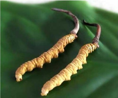 襄阳回收冬虫夏草商行