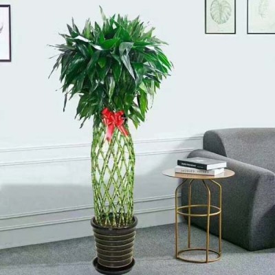 长桥植物养护电话