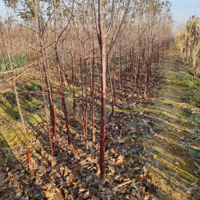 西藏2公分苹果实地苗种植基地