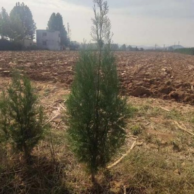 新乡1.2米高侧柏苗木出售
