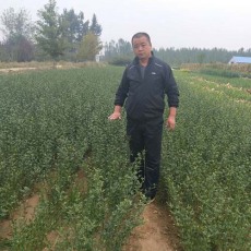 辽宁60厘米枸橘苗养殖基地