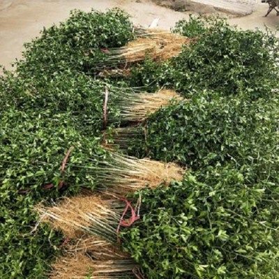 漯河60厘米枸橘苗种植基地