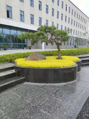 塘桥办公室租摆绿植市场地址