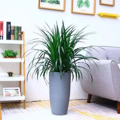 江陵绿植租赁市场地址