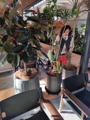 虎丘绿植租摆交易中心
