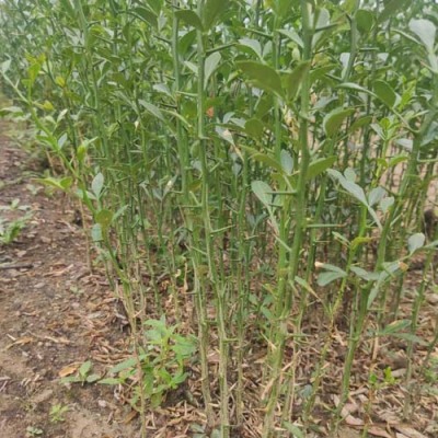 云南60厘米枸橘苗种植基地