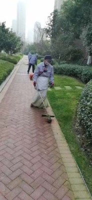 双塔办公室绿植养护租赁市场地址