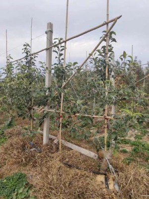 宁夏0.7公分苹果苗种植基地