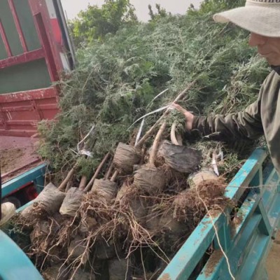 济宁1.5米高侧柏苗木出售