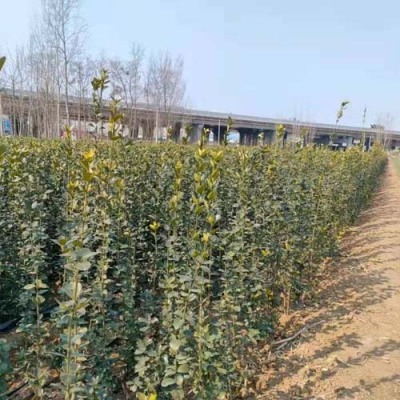 衡水3米高北海道黄杨种植基地