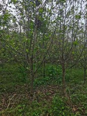新疆0.7公分苹果实地苗种植基地