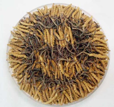 黄南藏族自治州冬虫夏草回收价格一览表