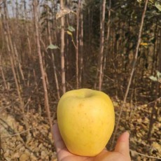 河南1.5公分维纳斯黄金苹果苗供应
