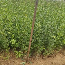 菏泽50厘米枸橘苗基地