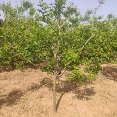 浙江4公分甜红子山楂苗种植基地