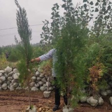 许昌3米高侧柏苗木种植基地
