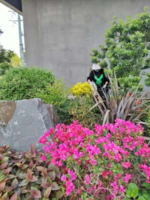 渭塘绿植花卉租赁平台