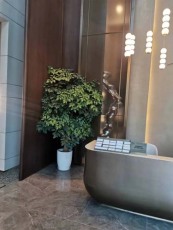 锦丰办公室绿植养护租赁交易中心