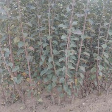 新疆3公分苹果苗种植基地