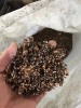 菏泽长期钨铜回收多少钱一斤