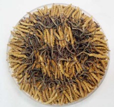 大理白族自治州冬虫夏草回收最新价格