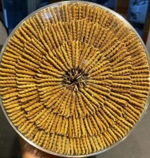 南通回收冬虫夏草哪里有