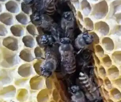 蜂蜜天然嘢野生
