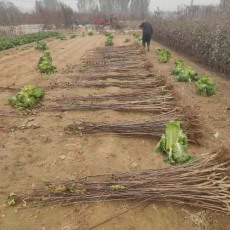 山西0.8公分山楂苗种植基地