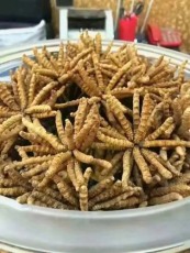红河哈尼族彝族自治州回收冬虫夏草电话