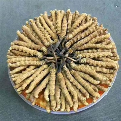 鹤岗回收冬虫夏草最新价格