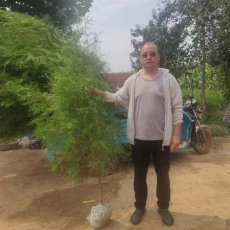 沧州1.5米高侧柏苗木种植基地