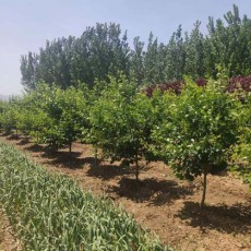 安徽80厘米山楂苗种植基地