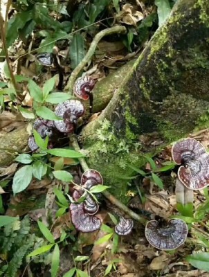 海东野生灵芝评级