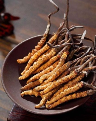 北京顺义区哪里有冬虫夏草发霉回收中心