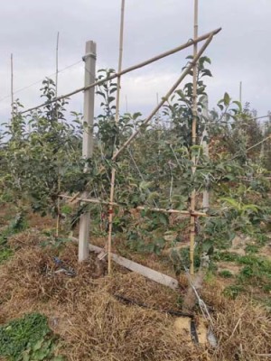 辽宁6公分水蜜桃苹果苗种植基地