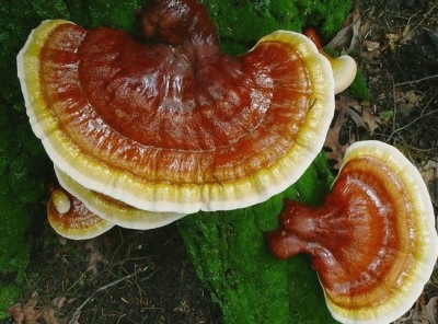 贵阳野生灵芝市场行情