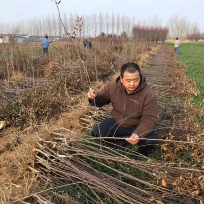 甘肃1.5公分金帅红星苹果苗苗圃基地电话