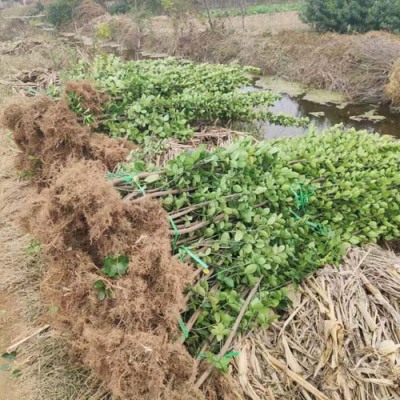 沧州1米高北海道黄杨种植基地